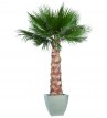 Washingtonia palm tree kit